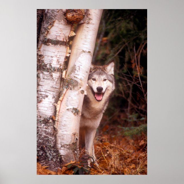 Grey Wolf Behind a Tree Poster (Front)