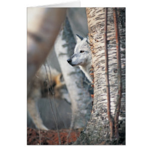 Grey Wolf Behind Tree
