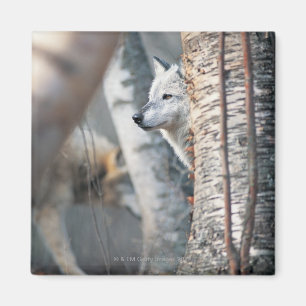 Grey Wolf Behind Tree Magnet