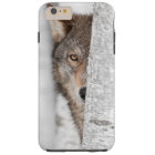 Grey Wolf (Canis lupus) Behind Tree