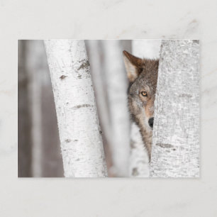 Grey Wolf (Canis lupus) Behind Tree Postcard