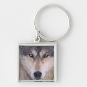 grey wolf, Canis lupus, close up of eyes Key Ring