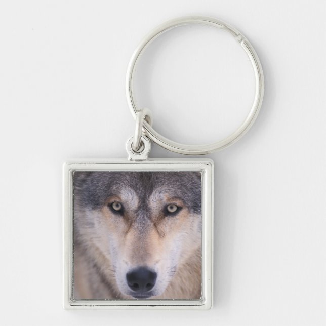 grey wolf, Canis lupus, close up of eyes Key Ring (Front)