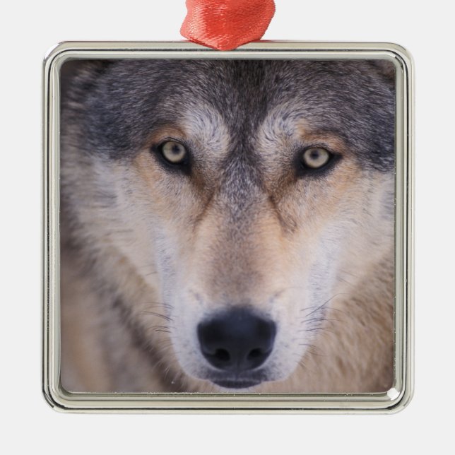 grey wolf, Canis lupus, close up of eyes Metal Ornament (Front)