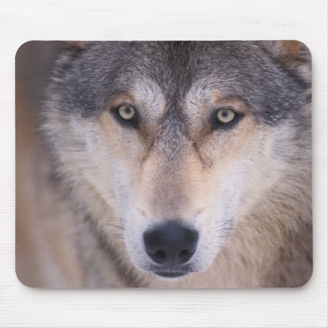 grey wolf, Canis lupus, close up of eyes Mouse Pad (Front)