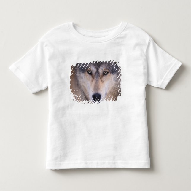 grey wolf, Canis lupus, close up of eyes Toddler T-Shirt (Front)