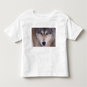 grey wolf, Canis lupus, close up of eyes Toddler T-Shirt