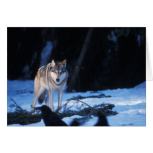 grey wolf, Canis lupus, in the foothills