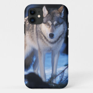 grey wolf, Canis lupus, in the foothills iPhone 11 Case