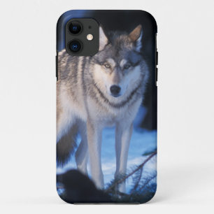 grey wolf, Canis lupus, in the foothills iPhone 11 Case