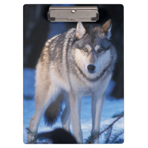 grey wolf, Canis lupus, in the foothills Clipboard