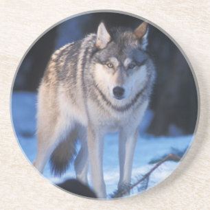 grey wolf, Canis lupus, in the foothills Coaster