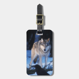grey wolf, Canis lupus, in the foothills Luggage Tag