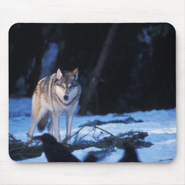 grey wolf, Canis lupus, in the foothills Mouse Pad (Front)