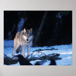 grey wolf, Canis lupus, in the foothills of the 3 Poster