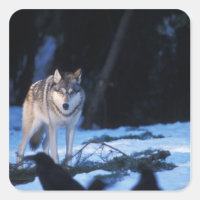 grey wolf, Canis lupus, in the foothills