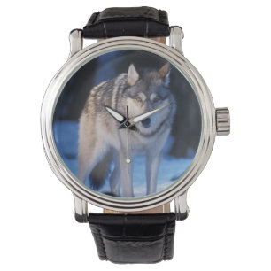 grey wolf, Canis lupus, in the foothills Watch