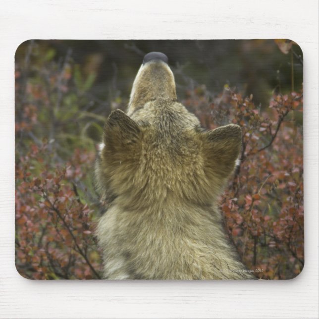 Grey Wolf (Canis lupus) Mouse Pad (Front)