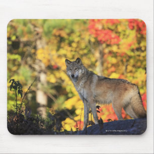 Grey Wolf Canis lupus.order: carnivorafamily Mouse Pad