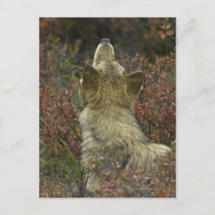 Grey Wolf (Canis lupus) Postcard