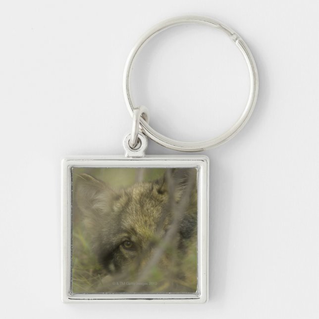 Grey wolf (Canis lupus) pup alone, hiding in Key Ring (Front)