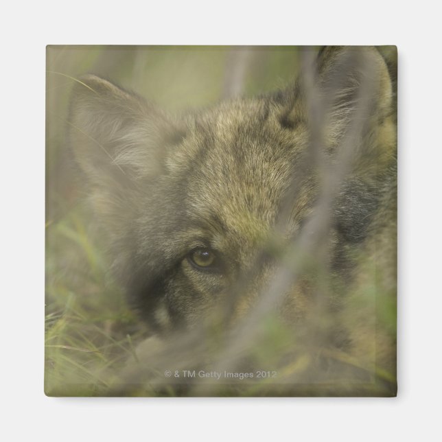 Grey wolf (Canis lupus) pup alone, hiding in Magnet (Front)