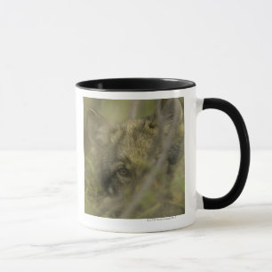 Grey wolf (Canis lupus) pup alone, hiding in Mug