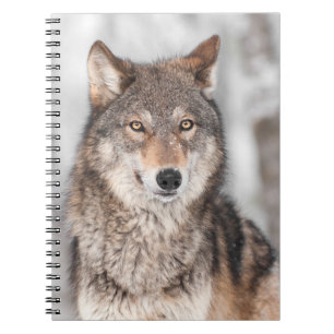 Grey Wolf (Canis lupus) With One Ear Back Notebook