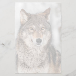 Grey Wolf (Canis lupus) With One Ear Back Stationery