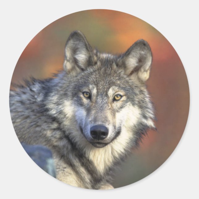 Grey Wolf Classic Round Sticker (Front)