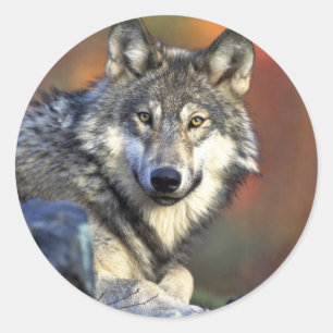 Grey wolf classic round sticker
