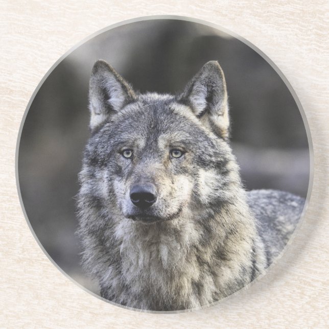 Grey Wolf Coaster (Front)