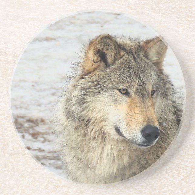 Grey Wolf Coaster (Front)
