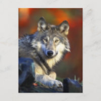 Grey Wolf, Endangered Species Digital Photography