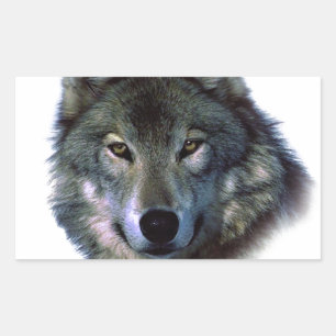 Grey Wolf Eyes Rectangular Sticker