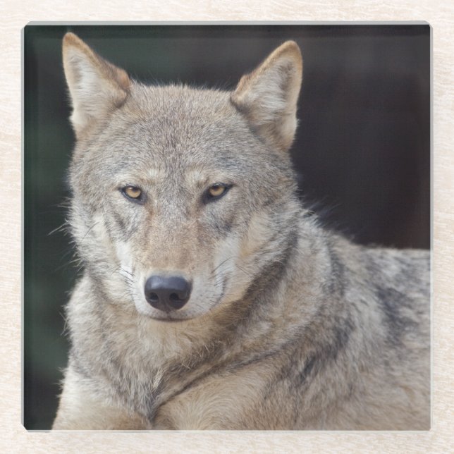 Grey Wolf Glass Coaster (Front)