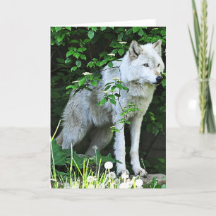 Grey Wolf Greeting Card