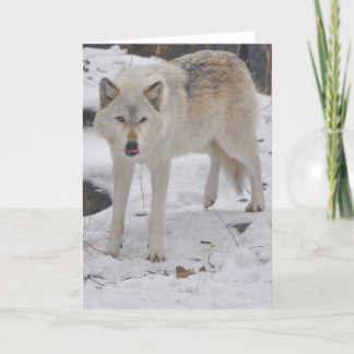 Grey Wolf Greeting Card