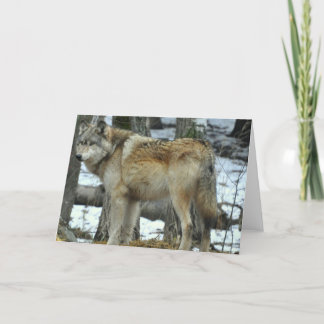 Grey Wolf Greeting Card