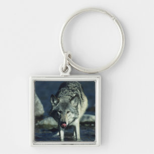 Grey wolf in Autumn drinking Key Ring
