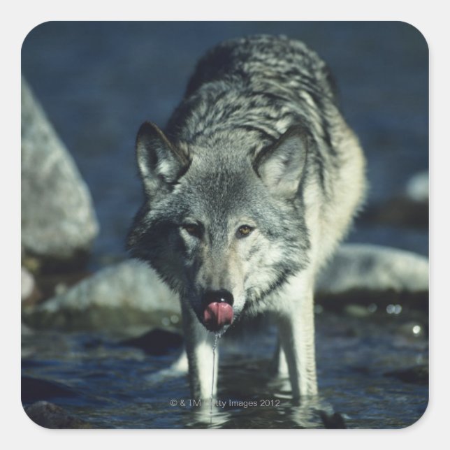Grey wolf in Autumn drinking Square Sticker (Front)