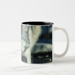 Grey wolf in Autumn drinking Two-Tone Coffee Mug