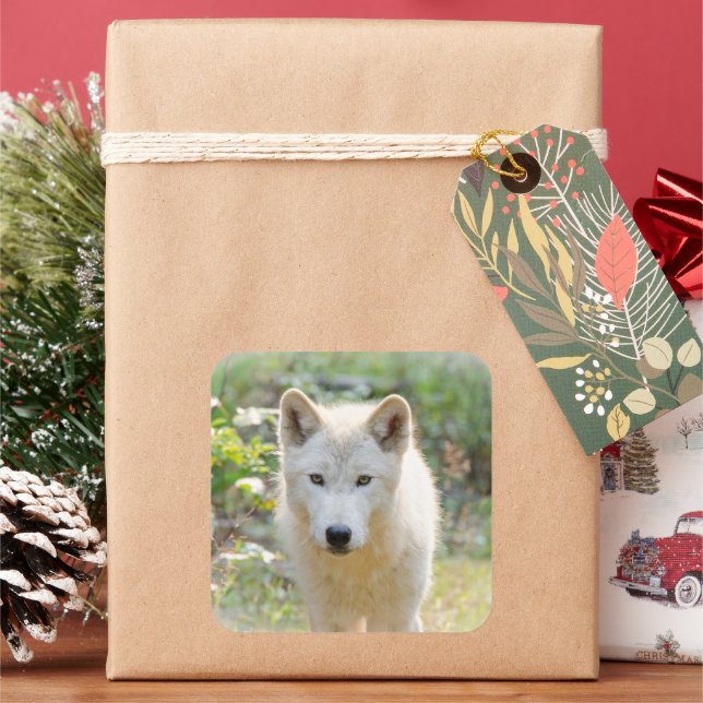 Grey Wolf in Meadow Square Sticker (Holiday)