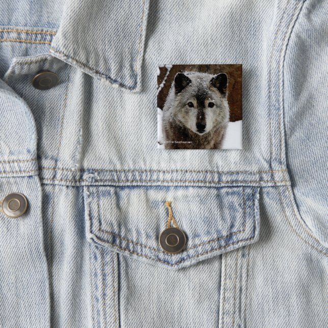 Grey Wolf in Snow 15 Cm Square Badge (In Situ)