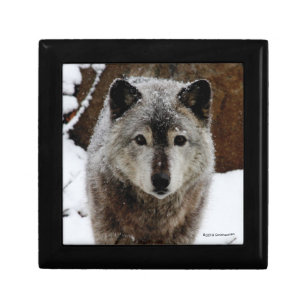 Grey Wolf in Snow Gift Box