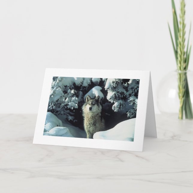 Grey Wolf In Snow Photo Card (Front)