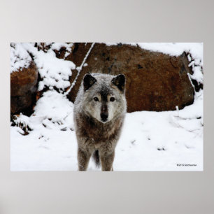 Grey Wolf in Snow Poster