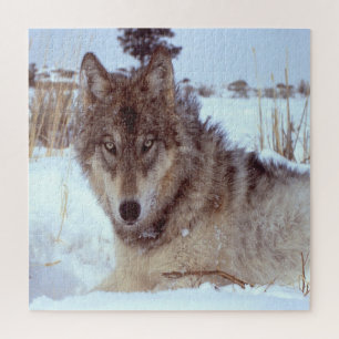 Grey Wolf In Winter Jigsaw Puzzle