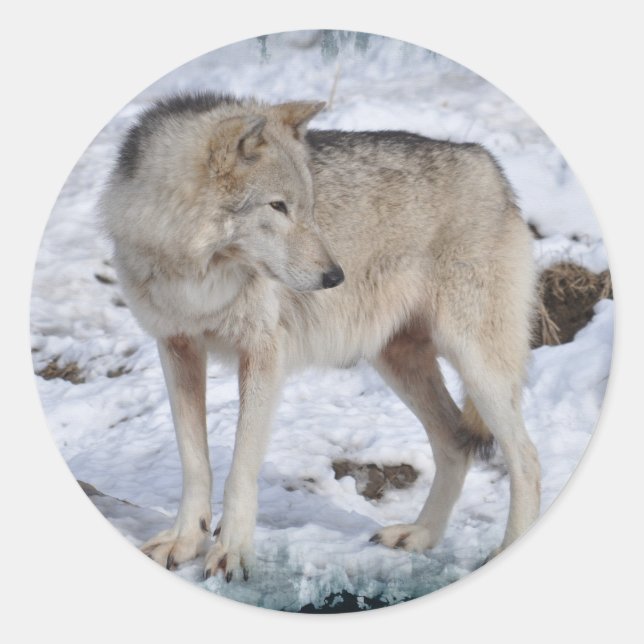 Grey Wolf in Winter Snow Wildlife Photo Classic Round Sticker (Front)