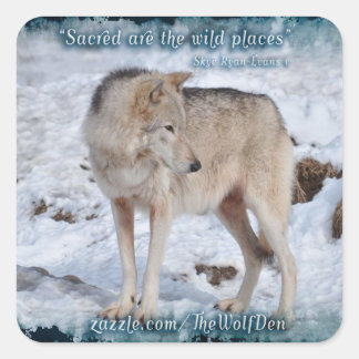 Grey Wolf in Winter Snow Wildlife Photo Square Sticker
